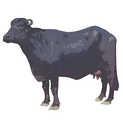 Buffalo